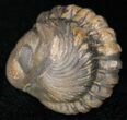 Bumpy, Enrolled Barrandeops (Phacops) Trilobite #11288-1